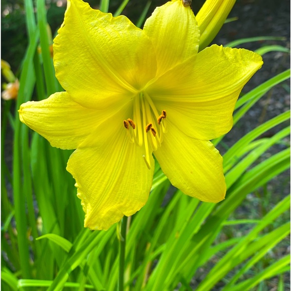 Meet your Posher, Sarita - Picture 1 of 1